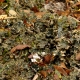 12_Lichen