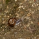 13_Escargot-de-Quimper
