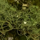 15_Lichen